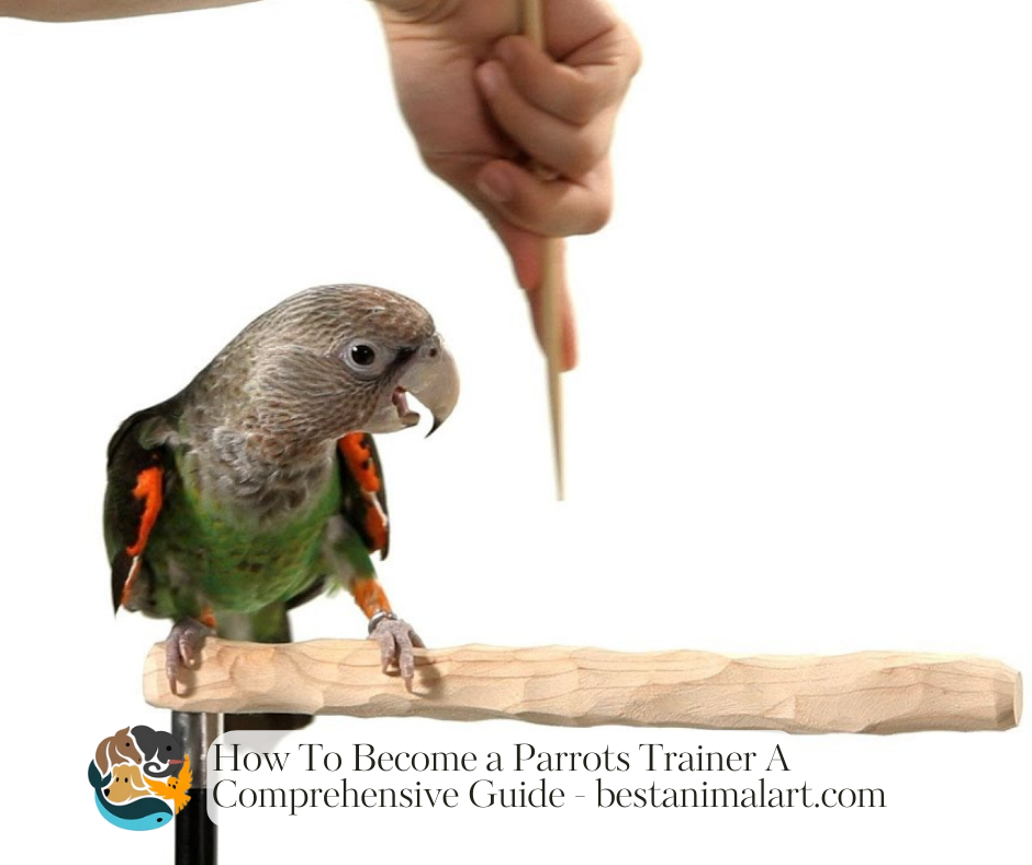 How To Become a Parrots Trainer  A Comprehensive Guide
