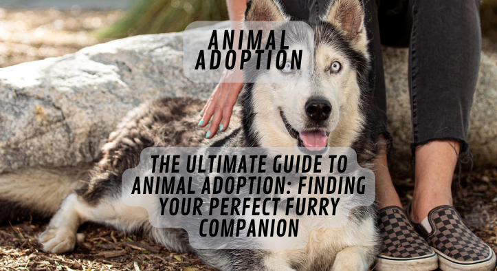 The Ultimate Guide to Animal Adoption: Finding Your Perfect Furry Companion