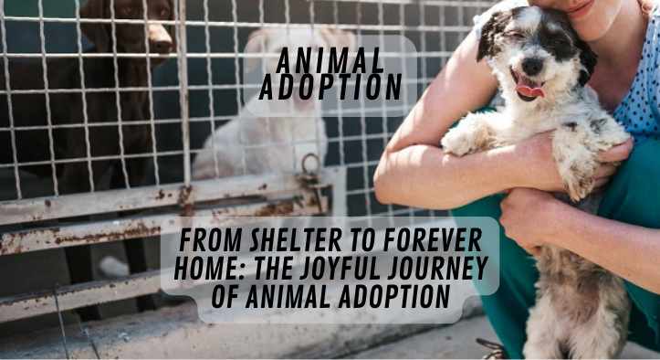 From Shelter to Forever Home: The Joyful Journey of Animal Adoption