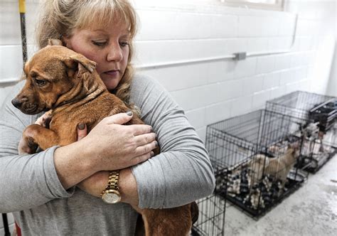animal adoption charity